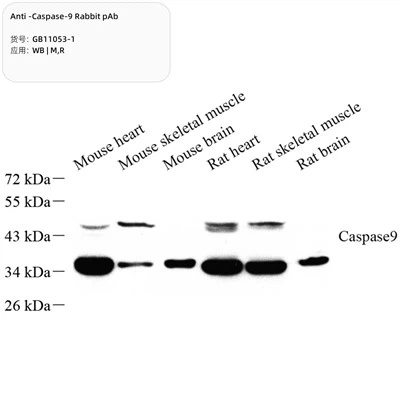 Anti-kaspáza -9 králičie pab